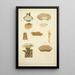 Natural History of Mushrooms Pl57 - Guillaume Sicard — framed artwork on a wall