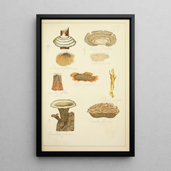 Natuurlijke geschiedenis van de paddenstoelen Pl57 - Guillaume Sicard — ingelijst kunstwerk aan de muur