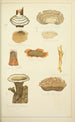 Natural History of Mushrooms Pl57 - Guillaume Sicard — artwork view