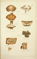 Natural History of Mushrooms Pl59 - Guillaume Sicard — artwork view