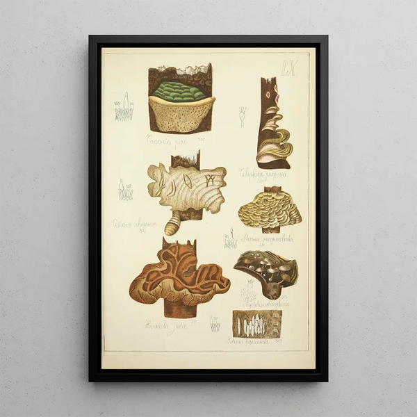 Natuurlijke geschiedenis van de paddenstoelen Pl60 - Guillaume Sicard — ingelijst kunstwerk aan de muur