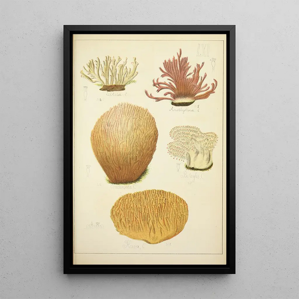 Natuurlijke geschiedenis van de paddenstoelen Pl61 - Guillaume Sicard — ingelijst kunstwerk aan de muur