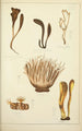 Natural history of mushrooms Pl62 - Guillaume Sicard — artwork view