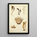 Natural history of mushrooms Pl62 - Guillaume Sicard — framed artwork on a wall