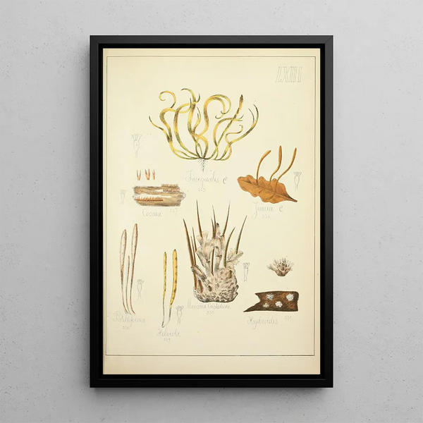 Histoire naturelle des champignons Pl63 - Guillaume Sicard — ingelijst kunstwerk aan de muur