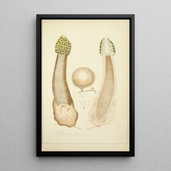 Histoire naturelle des champignons Pl64 - Guillaume Sicard — ingelijst kunstwerk aan de muur