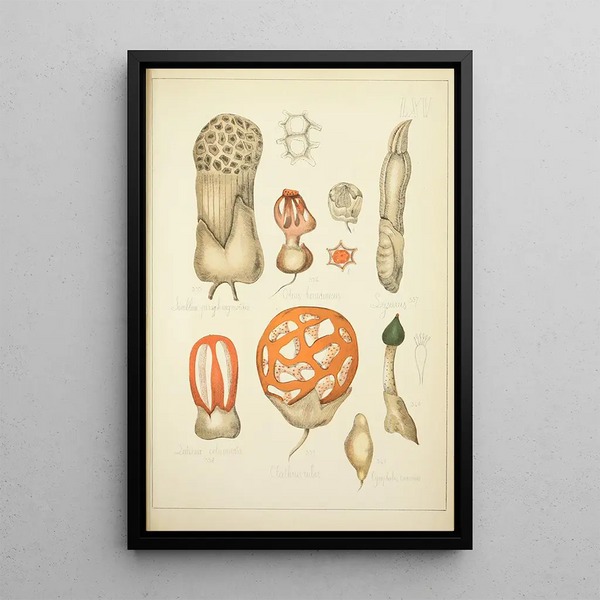 Natuurlijke geschiedenis van de paddenstoelen Pl65 - Guillaume Sicard — ingelijst kunstwerk aan de muur