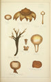 Natural History of Mushrooms Pl66 - Guillaume Sicard — artwork view