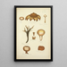 Natural History of Mushrooms Pl66 - Guillaume Sicard — framed artwork on a wall