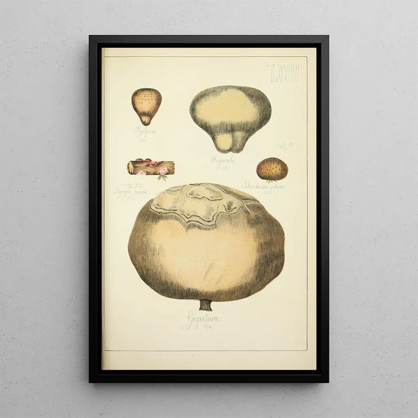 Natuurlijke geschiedenis van de paddenstoelen Pl67 - Guillaume Sicard — ingelijst kunstwerk aan de muur