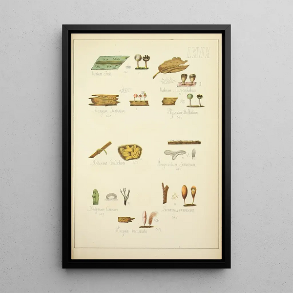 Natuurlijke geschiedenis van de paddenstoelen Pl69 - Guillaume Sicard — ingelijst kunstwerk aan de muur