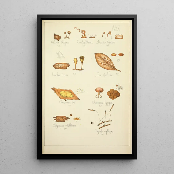 Natuurlijke geschiedenis van de paddenstoelen Pl70 - Guillaume Sicard — ingelijst kunstwerk aan de muur