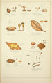 Natural History of Mushrooms Pl70 - Guillaume Sicard — artwork view