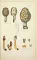 Natural History of Mushrooms Pl71 - Guillaume Sicard — artwork view