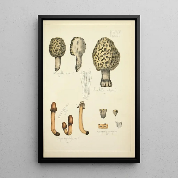 Natuurlijke geschiedenis van de paddenstoelen Pl71 - Guillaume Sicard — ingelijst kunstwerk aan de muur