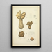 Natural History of Mushrooms Pl72 - Guillaume Sicard — framed artwork on a wall