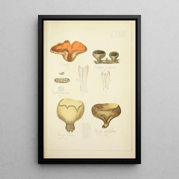 Natuurlijke geschiedenis van de paddenstoelen Pl73 - Guillaume Sicard — ingelijst kunstwerk aan de muur