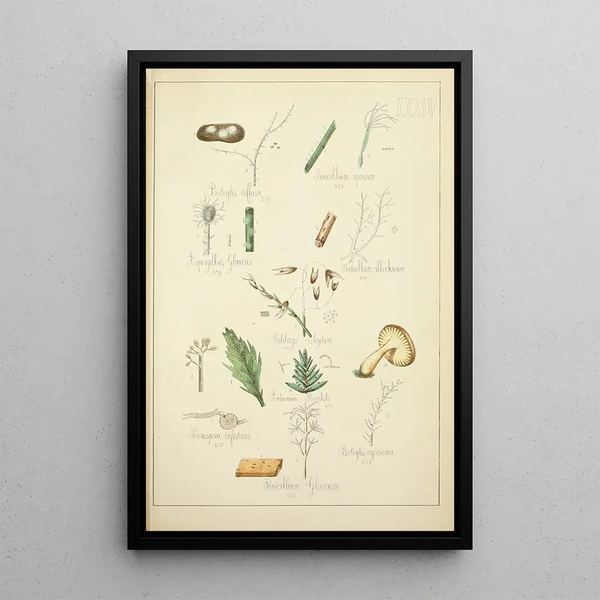 Natuurlijke geschiedenis van de paddenstoelen Pl74 - Guillaume Sicard — ingelijst kunstwerk aan de muur