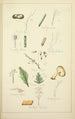 Natural history of mushrooms Pl74 - Guillaume Sicard — artwork view