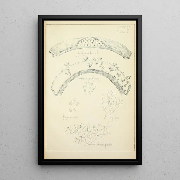 Histoire naturelle des champignons Pl75 - Guillaume Sicard — ingelijst kunstwerk aan de muur