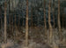 van Chemins mystiques, vue de forêt - Gust van de Wall Perné — weergave van het kunstwerk