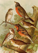 Le monde des oiseaux nord-américains pl02 - Gustav Mützel — weergave van het kunstwerk