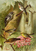Le monde des oiseaux nord-américains pl12 - Gustav Mützel — weergave van het kunstwerk