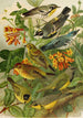 Le monde des oiseaux nord-américains pl14 - Gustav Mützel — weergave van het kunstwerk