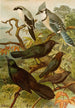 Le monde des oiseaux nord-américains pl18 - Gustav Mützel — weergave van het kunstwerk
