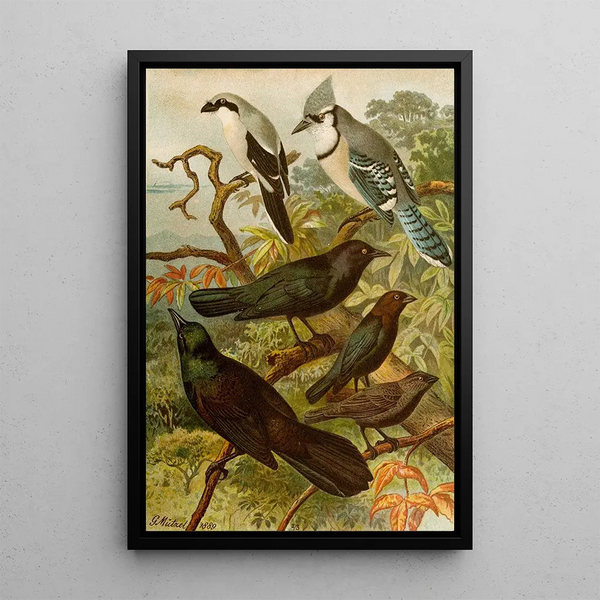 Gustav Mutzel - Die Nordamerikanische Vogelwelt pl18.webp