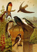 Le monde des oiseaux nord-américains pl19 - Gustav Mützel — weergave van het kunstwerk