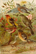 Le monde des oiseaux nord-américains pl21 - Gustav Mützel — weergave van het kunstwerk