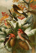 Le monde des oiseaux nord-américains pl22 - Gustav Mützel — weergave van het kunstwerk