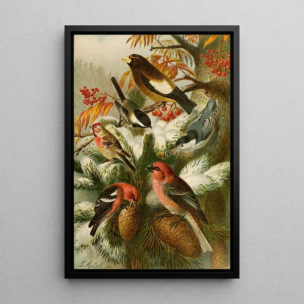Gustav Mutzel - Die Nordamerikanische Vogelwelt pl22.webp