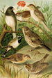Le monde des oiseaux nord-américains pl24 - Gustav Mützel — weergave van het kunstwerk