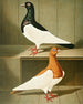 C. pica - Gustav Prütz — weergave van het kunstwerk