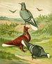 C. albiceps - Gustav Prütz — weergave van het kunstwerk
