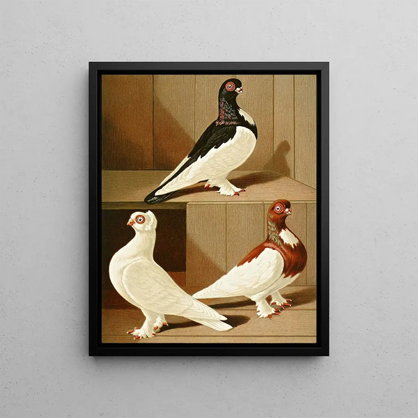 Gustav Prtz - C brevirostris s albifrons.webp