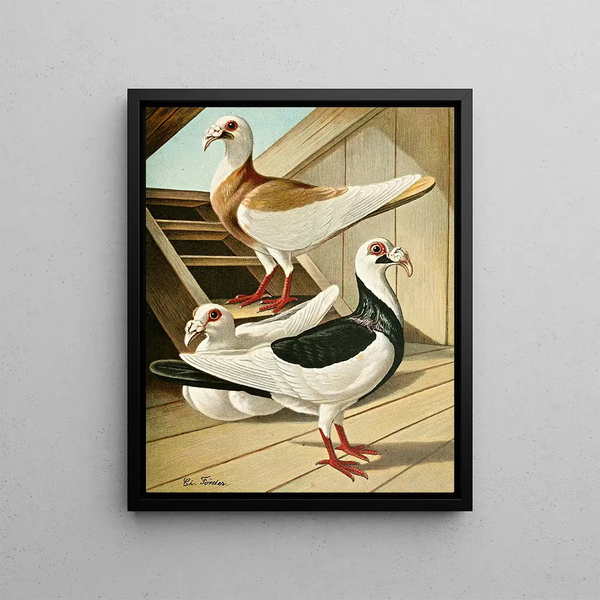 Gustav Prtz - C curvirostris Brm.webp