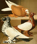 C. dasypus - Gustav Prütz — weergave van het kunstwerk