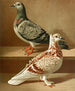 C. hispid - Gustav Prütz — weergave van het kunstwerk