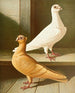 Turkse schilderij - Gustav Prütz — weergave van het kunstwerk