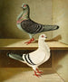 Italiaans meisje - Gustav Prütz — weergave van het kunstwerk