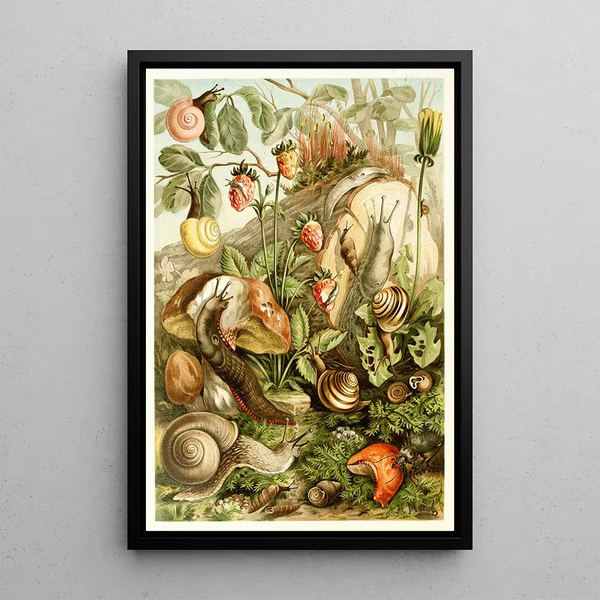 Mollusques terrestres - H Morin — ingelijst kunstwerk aan de muur