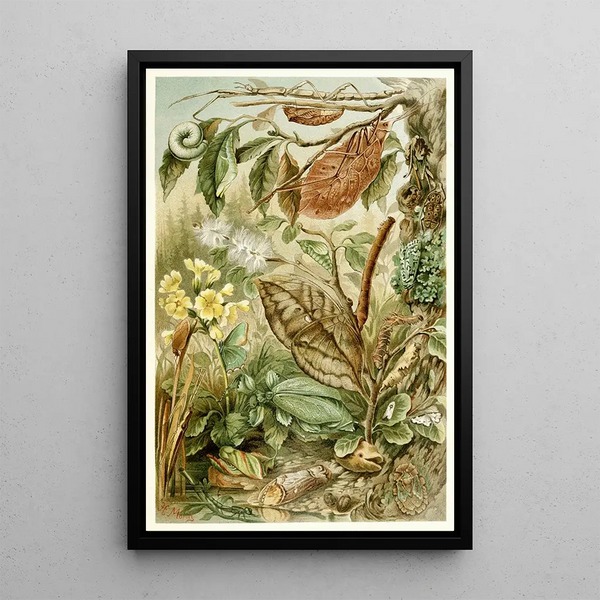 Mimétisme chez les insectes - H Morin | Reproduction — ingelijst kunstwerk aan de muur