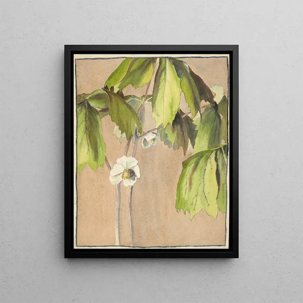 Hannah Borger Overbeck - May Apple.webp
