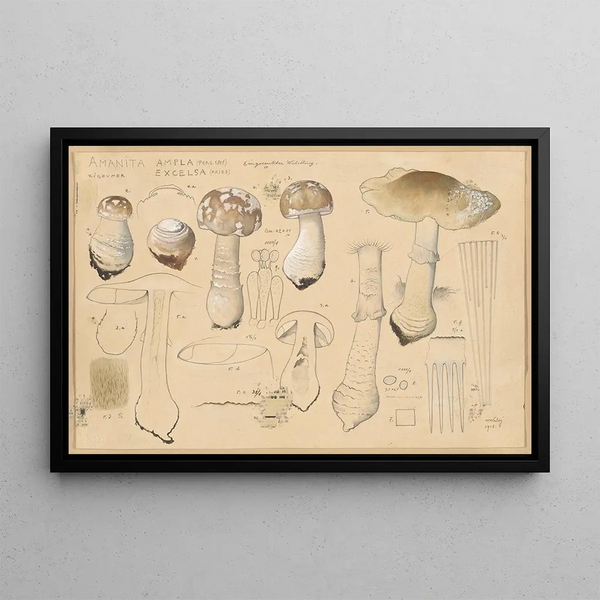 Hans Walty - Amanita ampla Pers 1801 excelsa Fries.webp