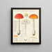 Amaniet met aureool Kalchb. - Hans Baldung — ingelijst kunstwerk aan de muur