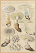 Amanite echinocephala - Hans Baldung — weergave van het kunstwerk