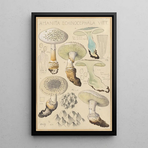 Hans Walty - Amanita enchinocephala.webp